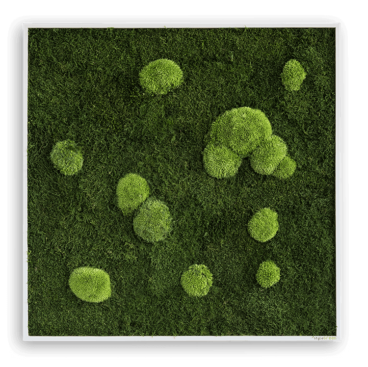Wald- und Kugelmoosbild 80x80cm
