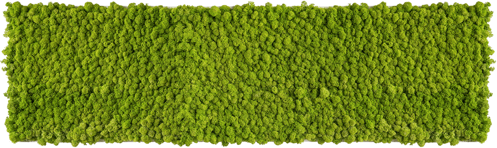 Islandmoosbild 140x40cm